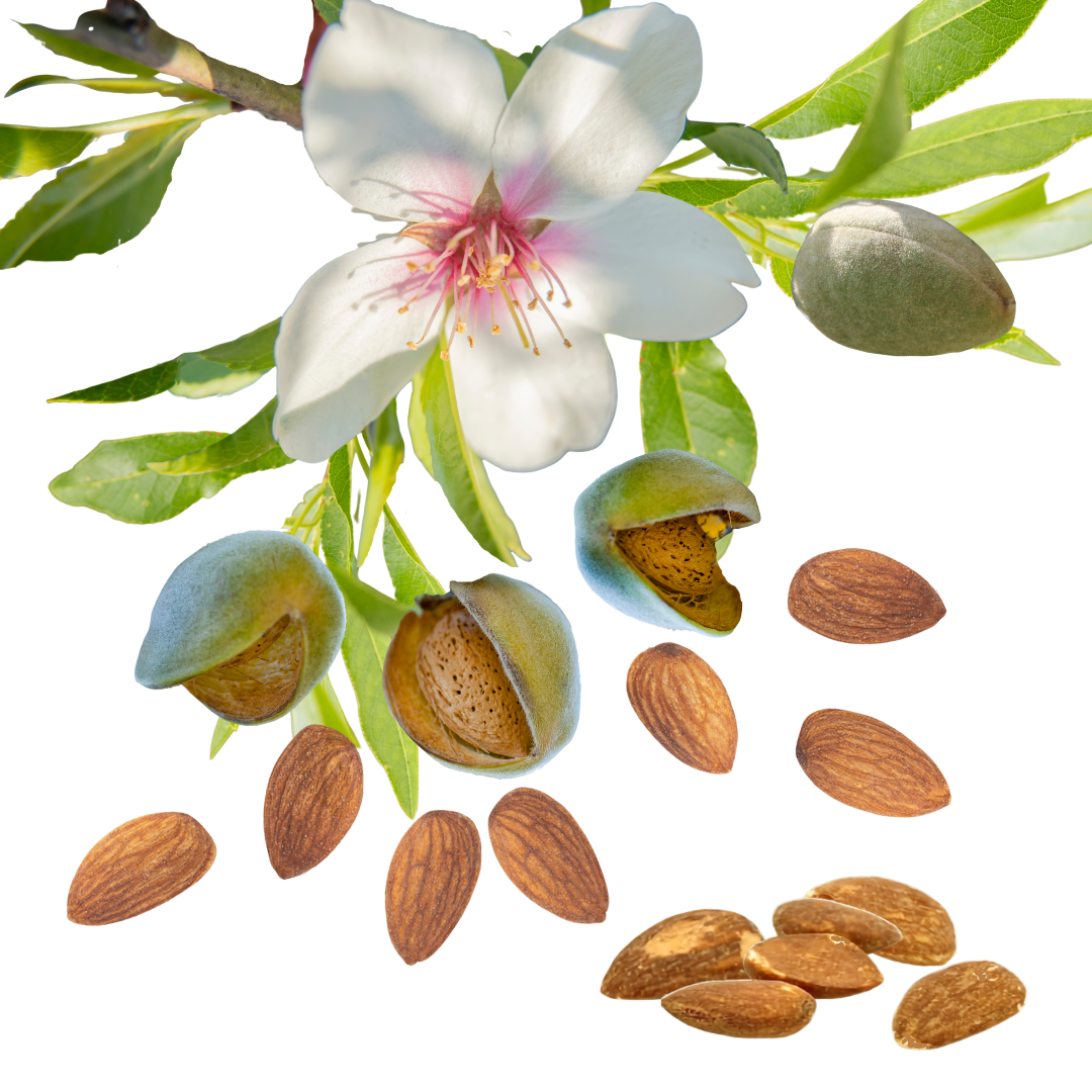 LES AMANDES DE PROVENCE – Image 2